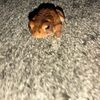 ashlynnolin